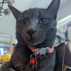 Meet your Posher, Samantha